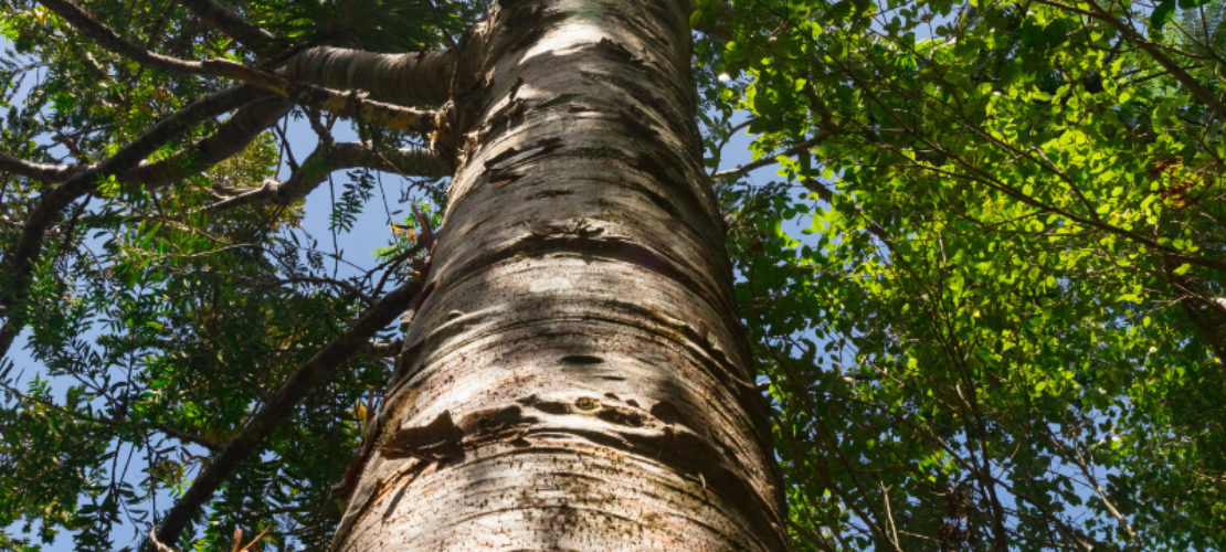 Randos Éco Si’, les arbres de la Bible