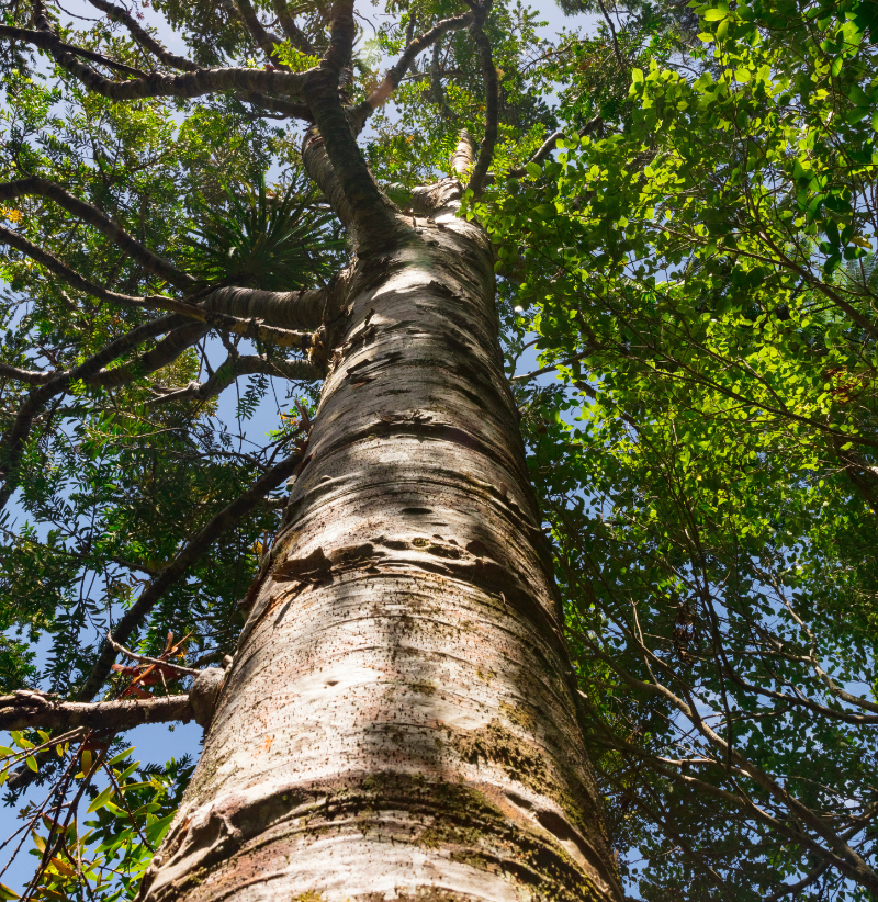 Randos Éco Si’, les arbres de la Bible